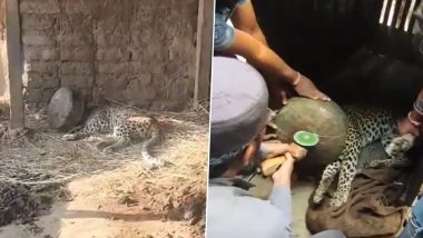 Dhule Leopard Rescue: बिबट्याची मान अडकली हंड्यात, अथक प्रयत्नाअंती सुटका